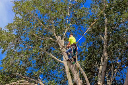 Our crew member prOur crew member preforming some tree services in Paso Robles!