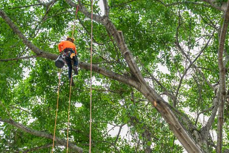 Tree maintenance at our clients Nipomo, CA, property!