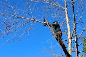 Martinez Landscaping crew member doing some tree services at a client's home.